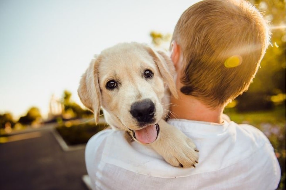 Understanding the Vital Roles: Emotional Support Animals vs. Service Animals